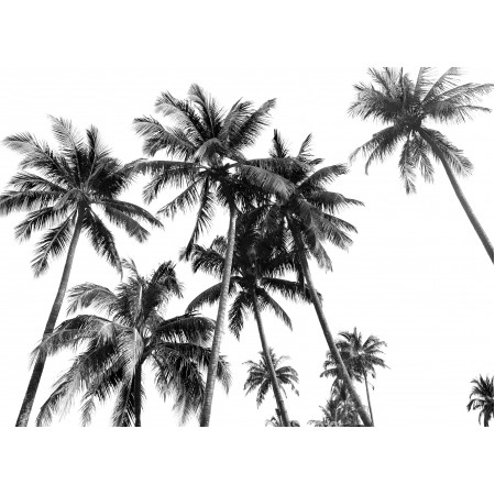 Photo Poster Print - Palm Trees